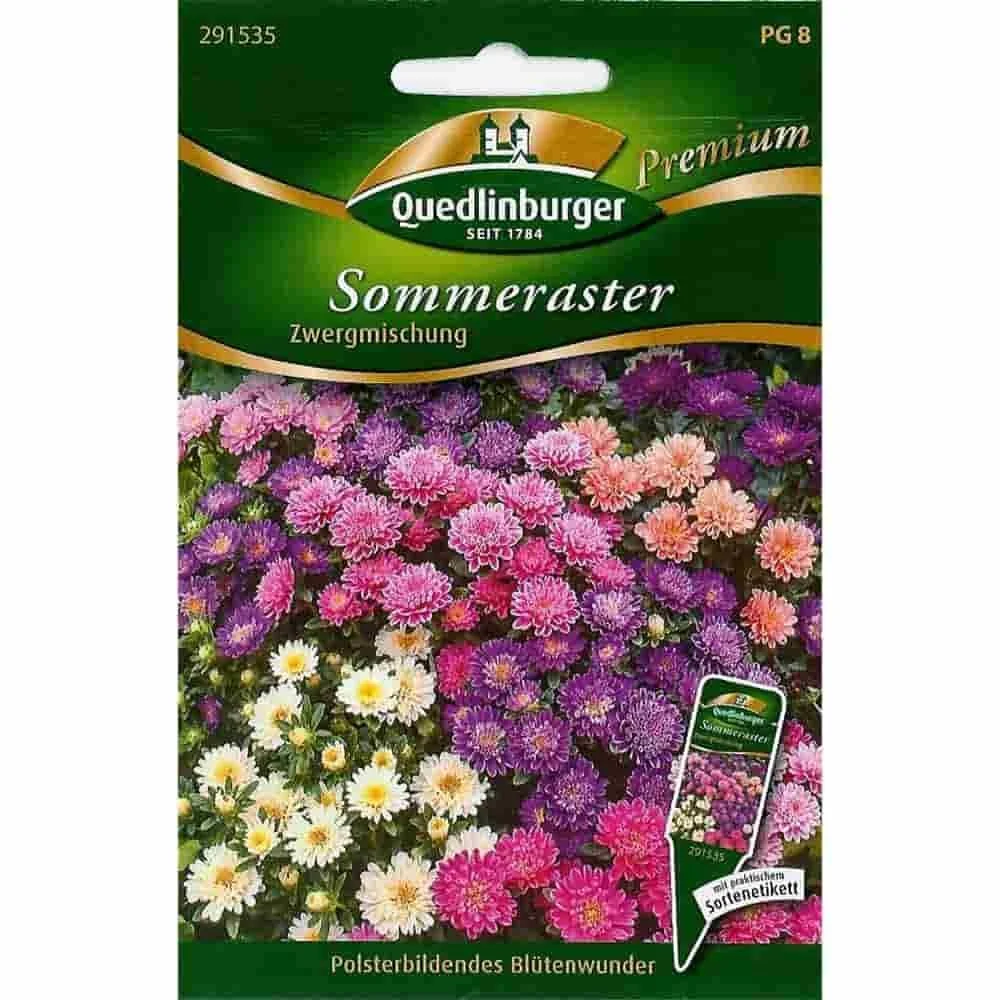 Sommerastern Zwergmischung, Aster Samen, Sommerblumen Saatgut