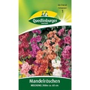 Sommerblumen Samen, Mandelröschen Mischung, Boni