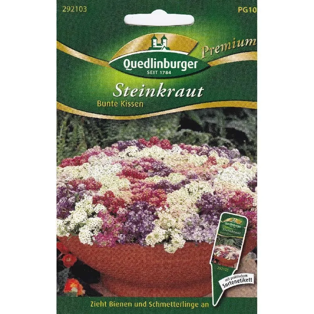 Steinkraut kaufen, Duftsteinkraut, Sommerblumen, Bienenfreundliche Pflanzen