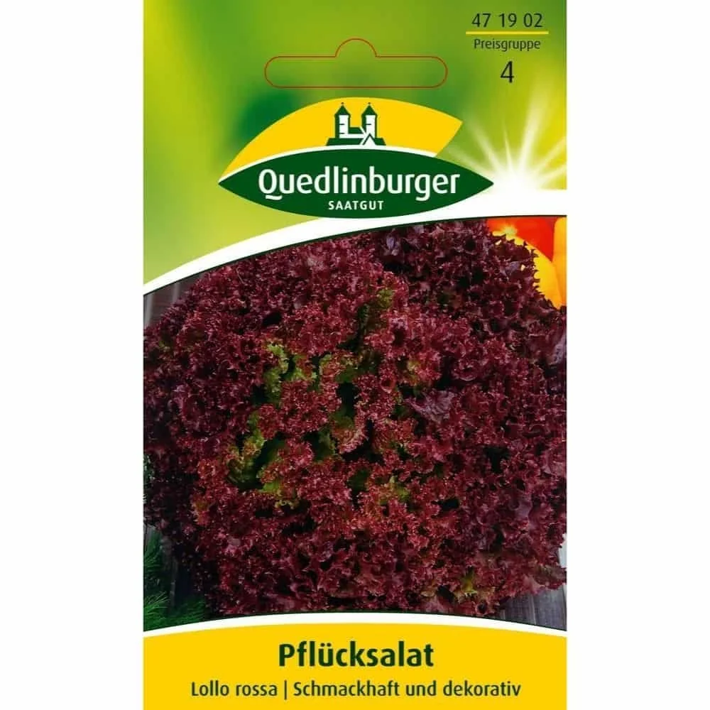 Pflücksalat Lollo Rossa, dekorativer Salat, samenfest