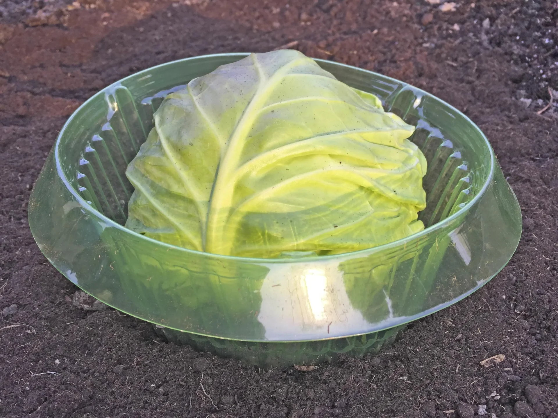 Schneckenschutzring, 5er-Set