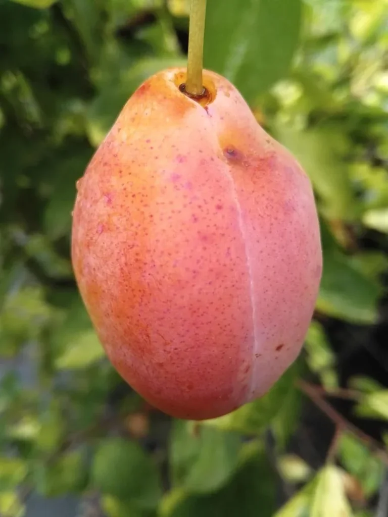 Pflaume "Tipala" Halbstamm, im 10L-Container, süß und saftig, gut steinlösend