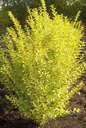 Goldliguster Ligustrum ovalifolium Aureum - 7.5 L Topf 60-80 cm
