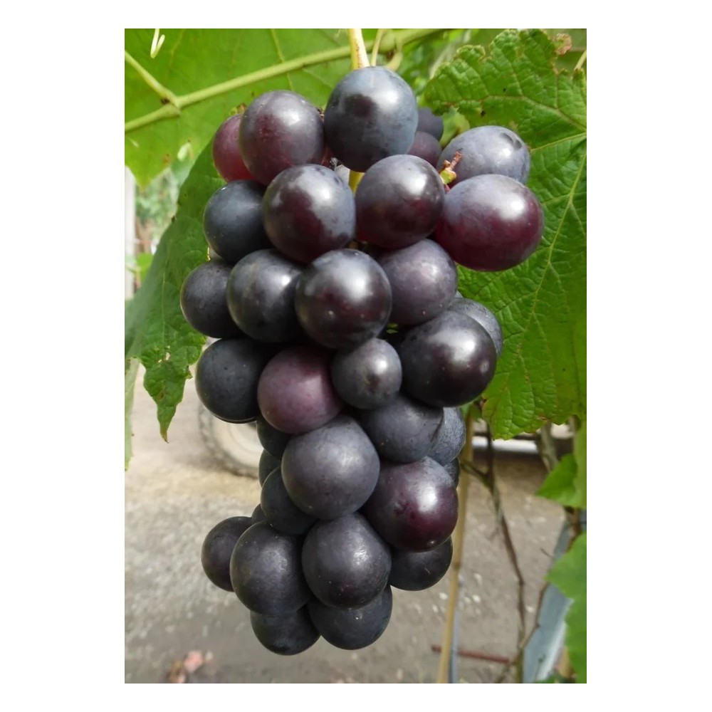 Weinrebe "Venus", 3,5L-Container, rot-blaue Beeren