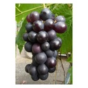 Weinrebe "Venus", 3,5L-Container, rot-blaue Beeren
