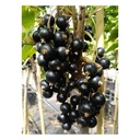 Johannisbeere schwarz "Ben Lomond" Busch, im 3,5L-Container