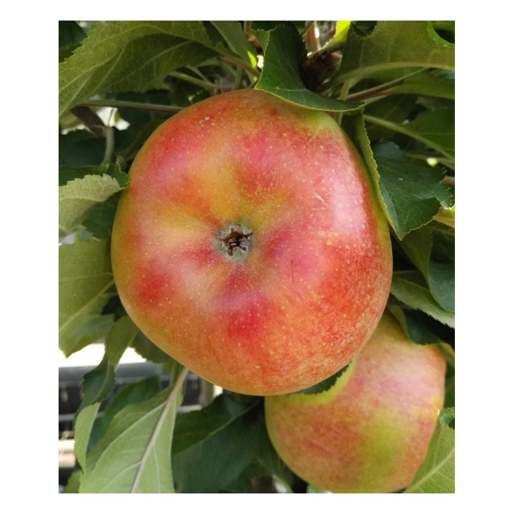 Säulenapfel "Rhapsodie", 7,5L-Container, aromatisch und saftig