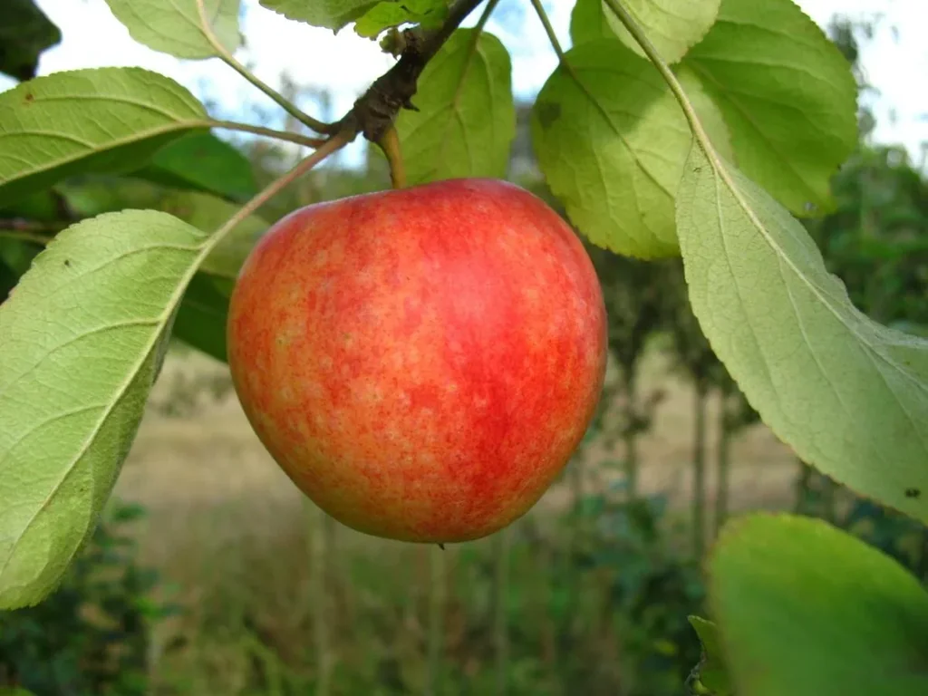 Apfel "Cox Orange" Spindelbusch, im 5L-Container
