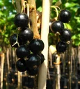 Johannisbeere schwarz "Black Gigant" Hochstamm, im 4L-Container