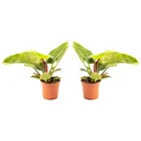 Aufblühender Philondendron Imperial Grün Groß - 50-60 Cm - 2 Stück