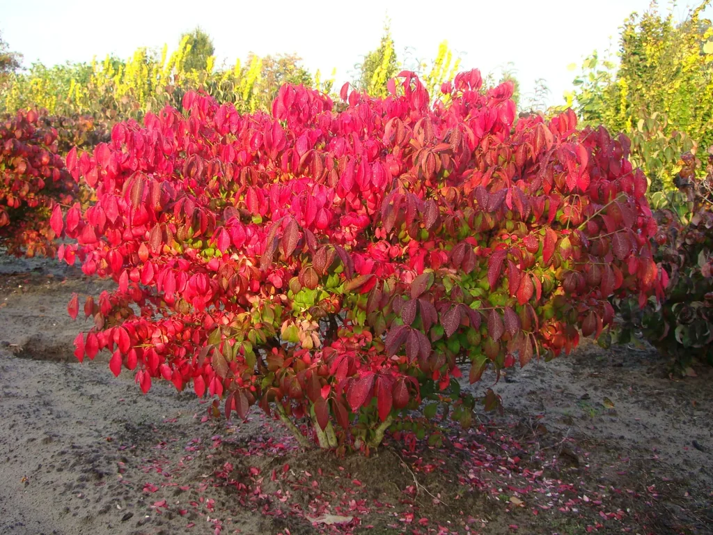 Flügelspindelstrauch Compactus - Euonymus alatus - 12 L Topf 60-70 cm