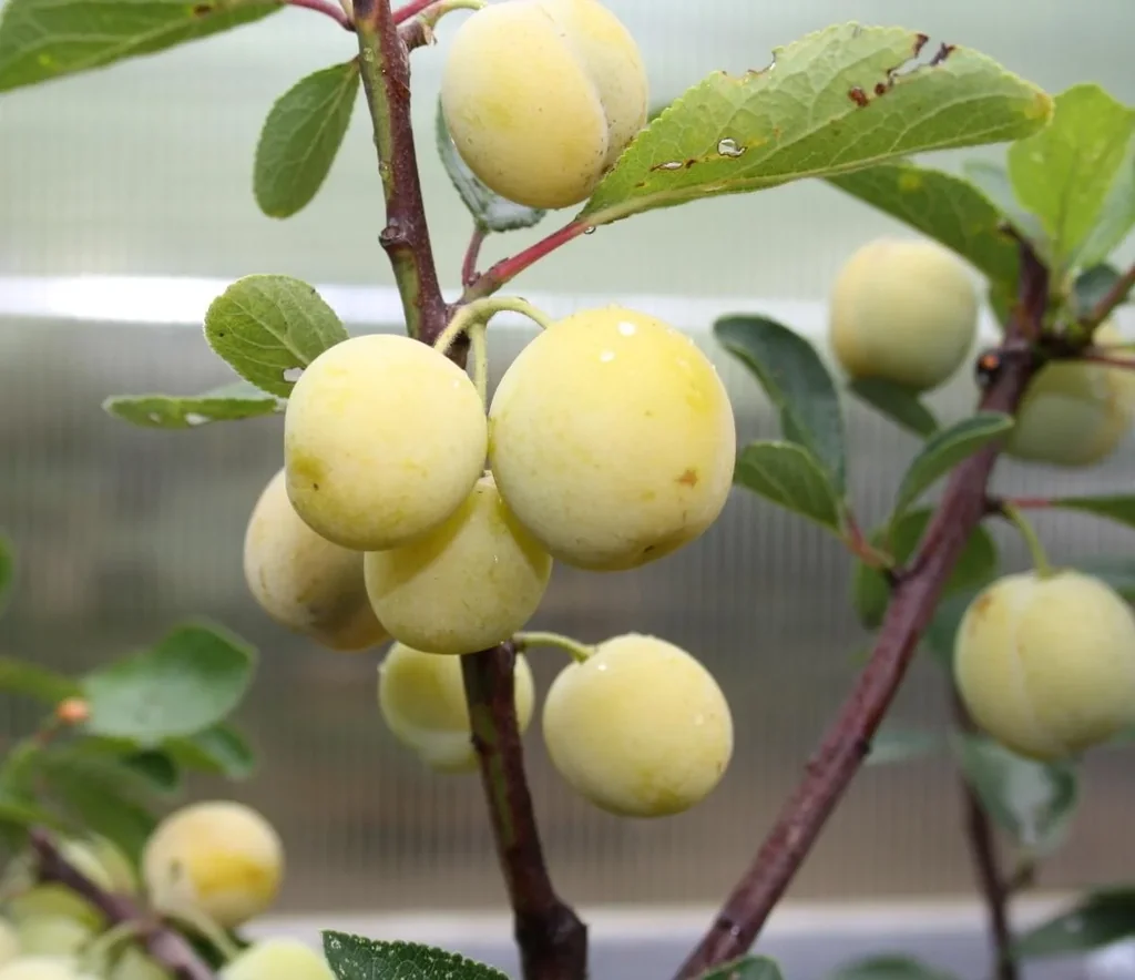Mirabelle "Nancy Mirabelle" Halbstamm, im 10L-Container, süß und aromatisch, guter Geschmack