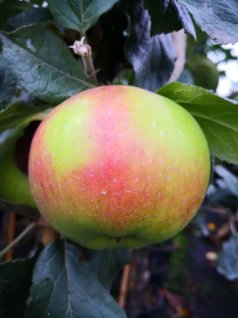 Apfel "Jakob Lebel" Halbstamm, im 10L-Container