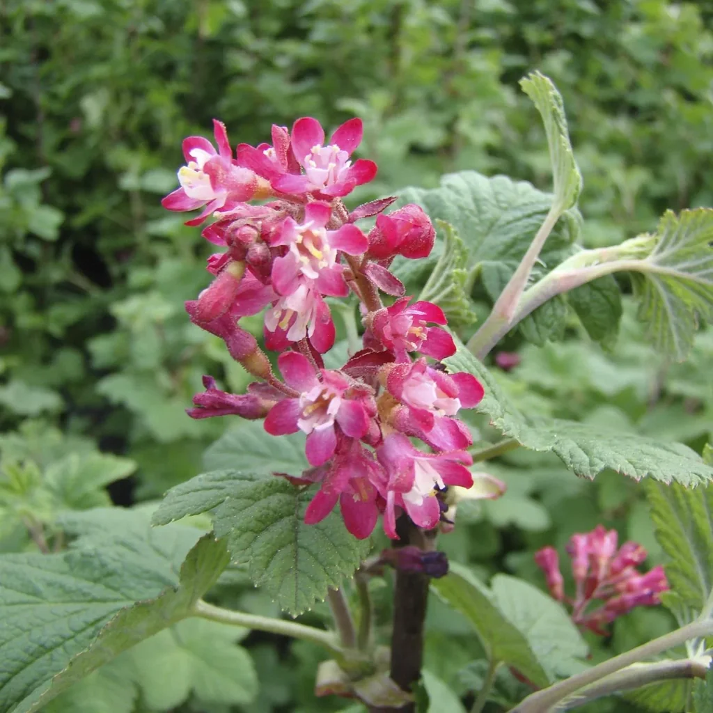 Zierjohannisbeere Pulborough Scarlet - Ribes sanguineum - 7.5 L Topf 80-100 cm
