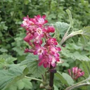 Zierjohannisbeere Pulborough Scarlet - Ribes sanguineum - 7.5 L Topf 80-100 cm