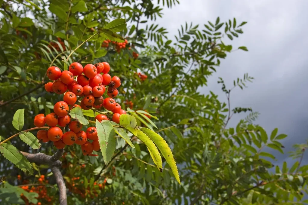 Gewöhnliche Eberesche Sorbus aucuparia - 7.5 L Topf 80-100 cm