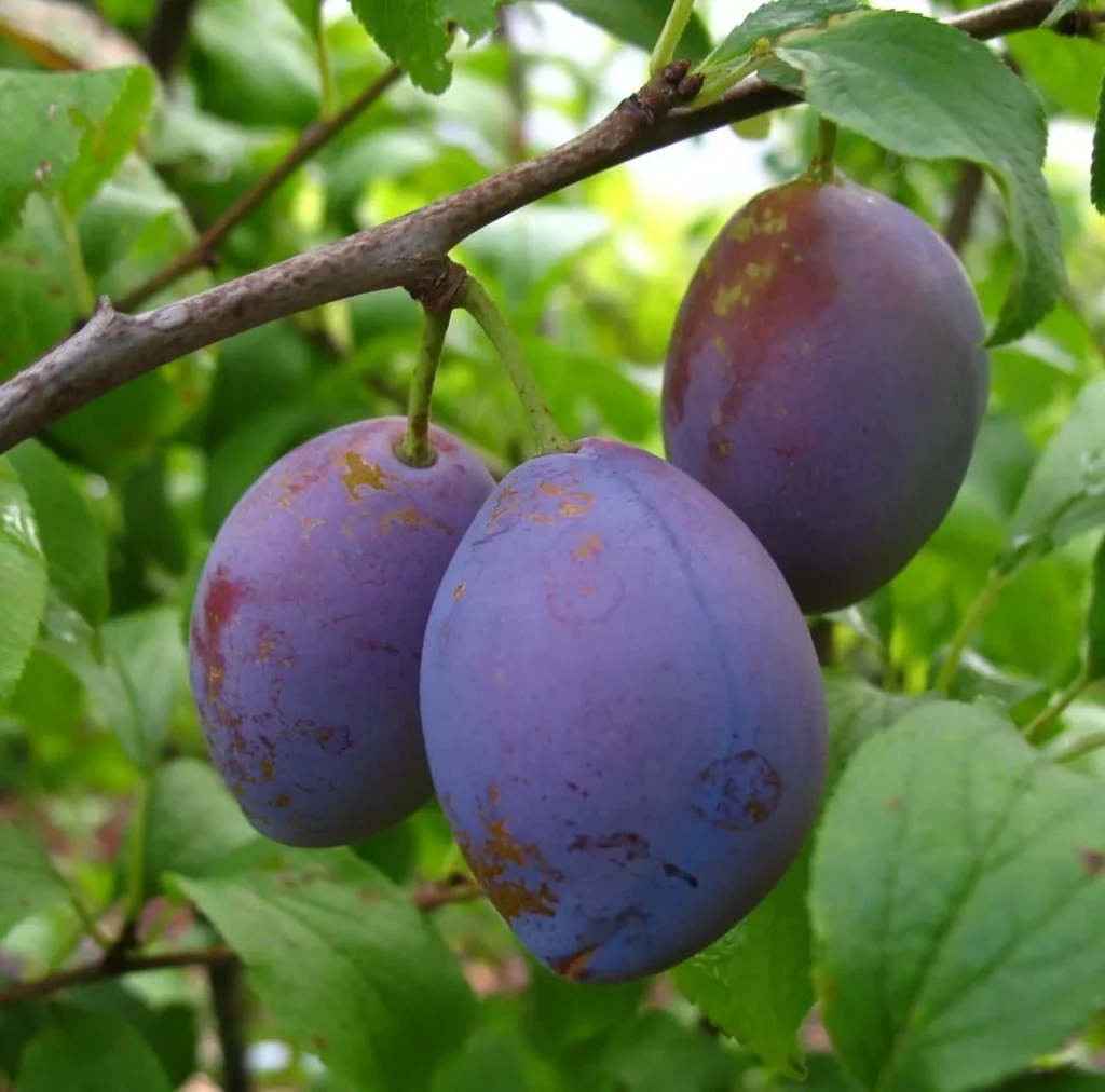 Pflaume "Hauszwetsche" Busch, im 10L-Container, gut steinlösend, sehr guter Geschmack, ideal für Pflaumenkuchen
