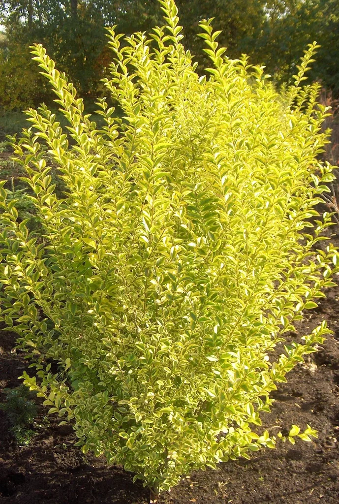 Goldliguster Ligustrum ovalifolium Aureum - 12 L Topf 100-125 cm