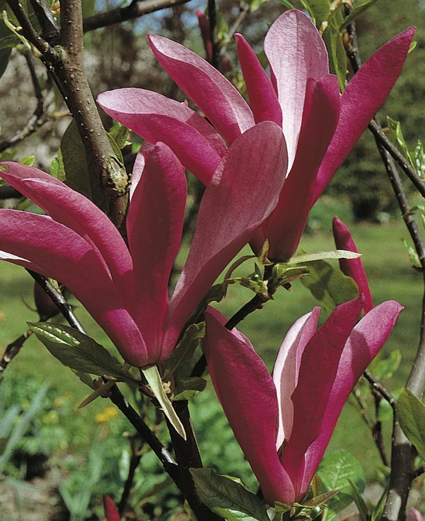 Purpur-Magnolie Susan - 5 L Topf 60-80 cm