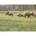 Schafsnetz, 90 Cm, Double Pen Gelbe Pfosten, 50M