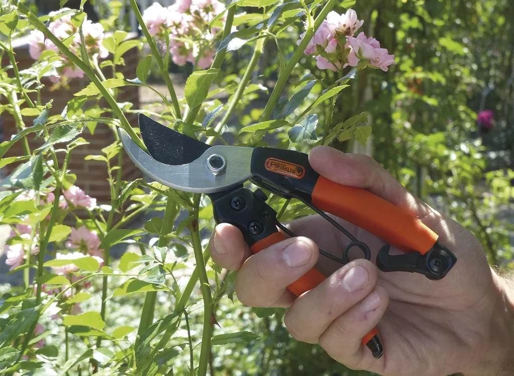 Damengartenschere "Königin der Rosen"