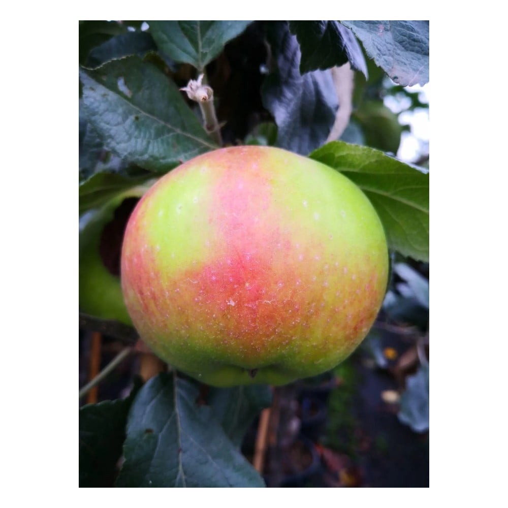 Apfel "Jakob Lebel" Busch im 5L-Container