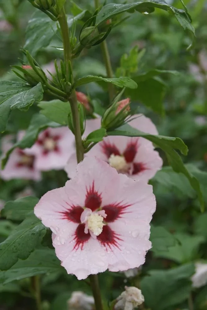 Garteneibisch Hamabo - Hibiscus syriacus - 7.5 L Topf 70-80 cm
