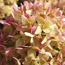 Rispenhortensie Little Lime - Hydrangea paniculata - 12 L Topf 60 cm