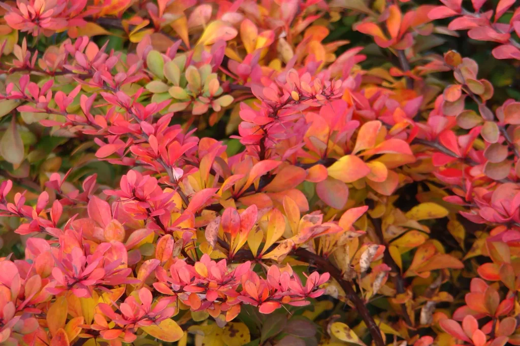 Berberitze rot Berberis thunbergii Atropurpurea - 7.5 LTopf 60-80 cm