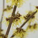 Zaubernuss Westerstede - Hamamelis intermedia - 4 L Topf 40-60 cm