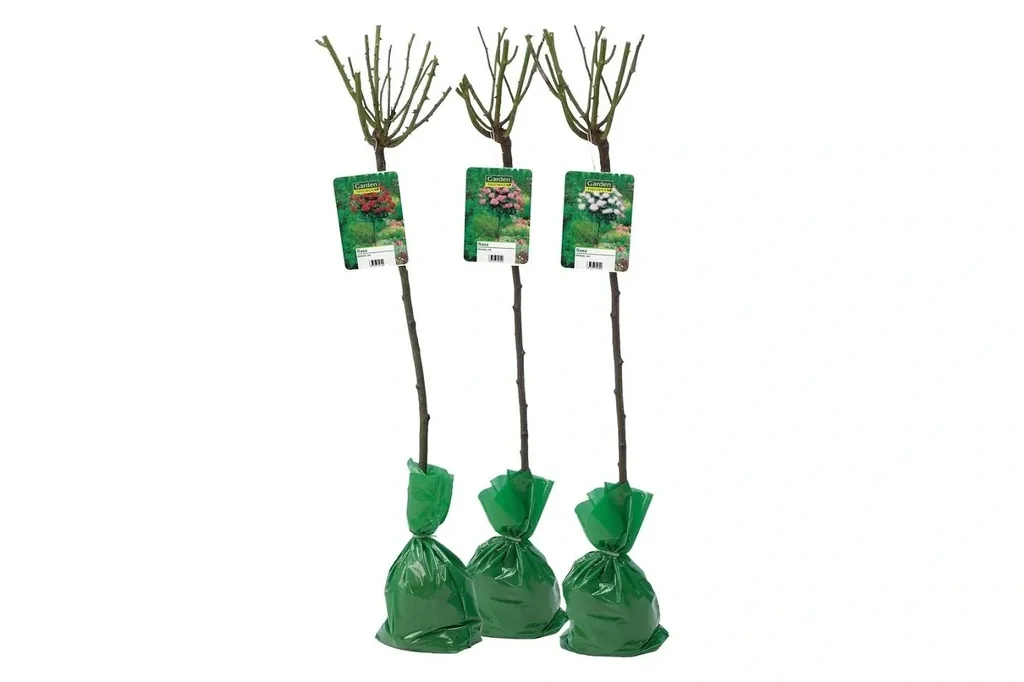 Flower-up 3er-Set XXL Colourmix Starflowers 120-140cm