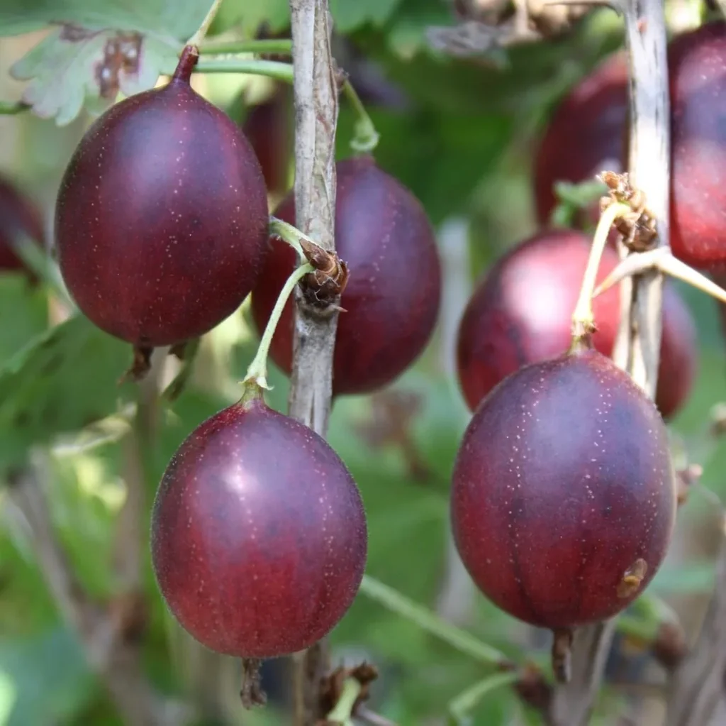 Stachelbeere rot "Captivator" Busch, im 5L-Container