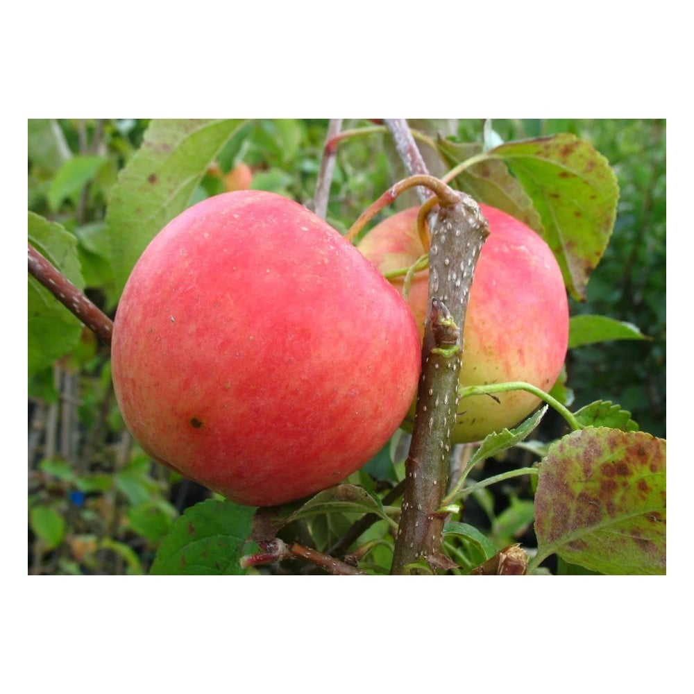 Apfel "Pinova" Halbstamm, im 10L-Container