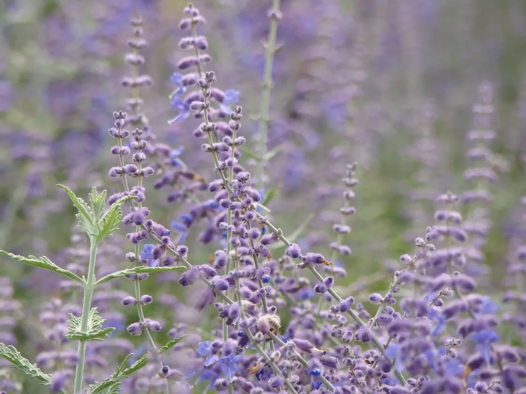 Blauraute Blue Spire - Perovskia atriplicifolia - 7.5 L Topf 60- 80 cm