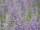 Blauraute Blue Spire - Perovskia atriplicifolia - 7.5 L Topf 60- 80 cm