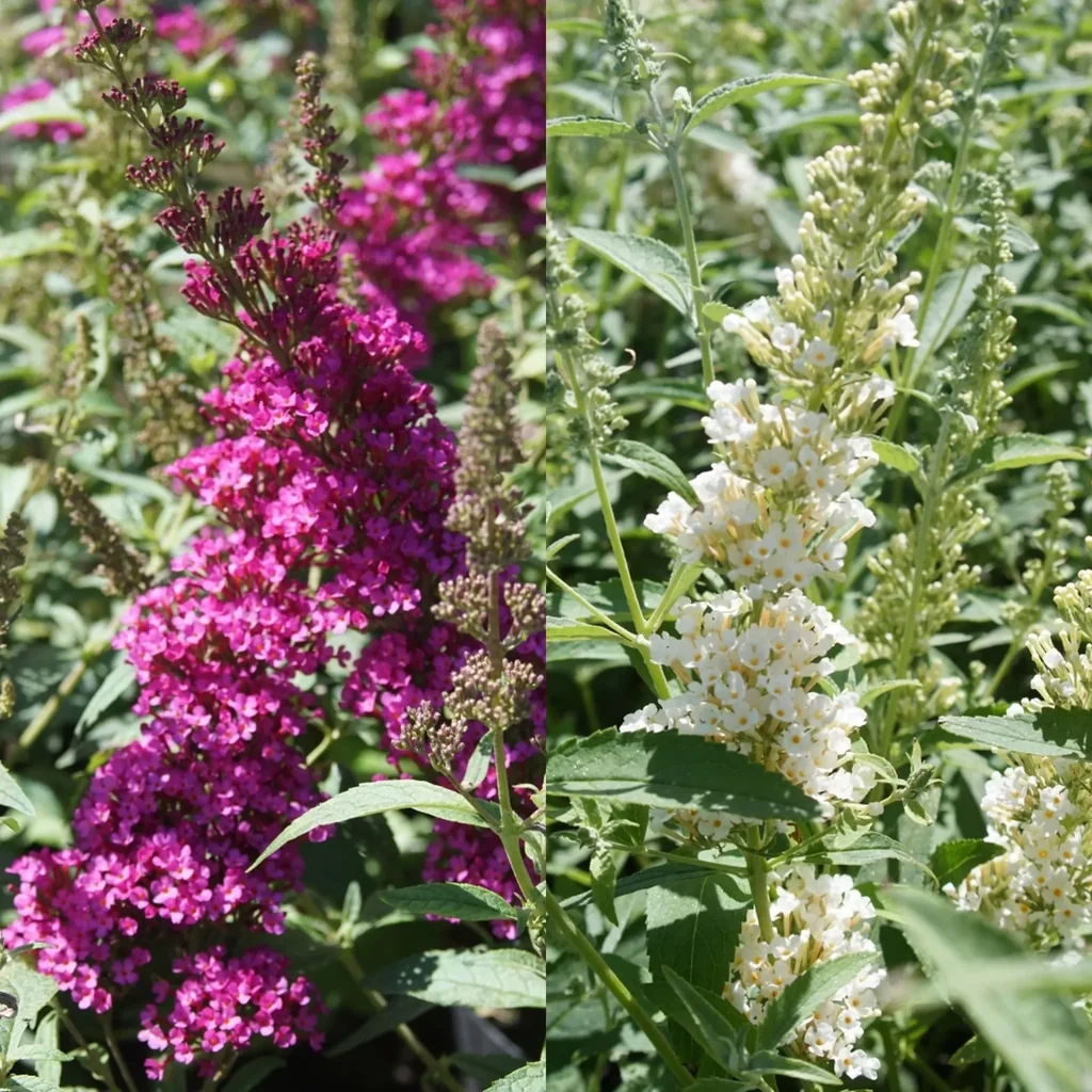 Zwerg-Sommerflieder Buzz Duo (pink weiß) - Buddleja davidii - 7 L Topf