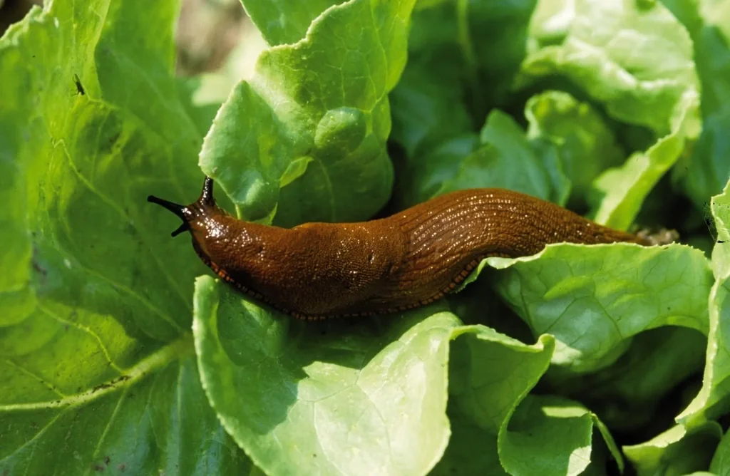 Schneckenschutz 8 Meter Kupferband