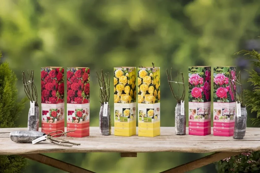 Aufblühendes Set aus 6 Polyantha-Rosen 30-40 cm