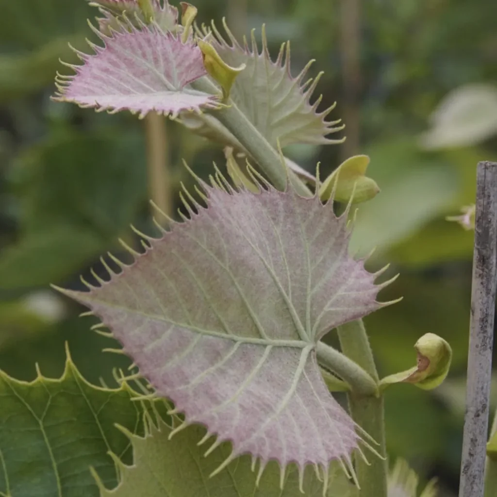 Henrys Linde Tilia henryana - 7 L Topf 80-100 cm