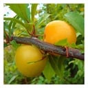 Jap. Pflaume "Shiro" Busch, im 10L-Container, saftig, milder Geschmack