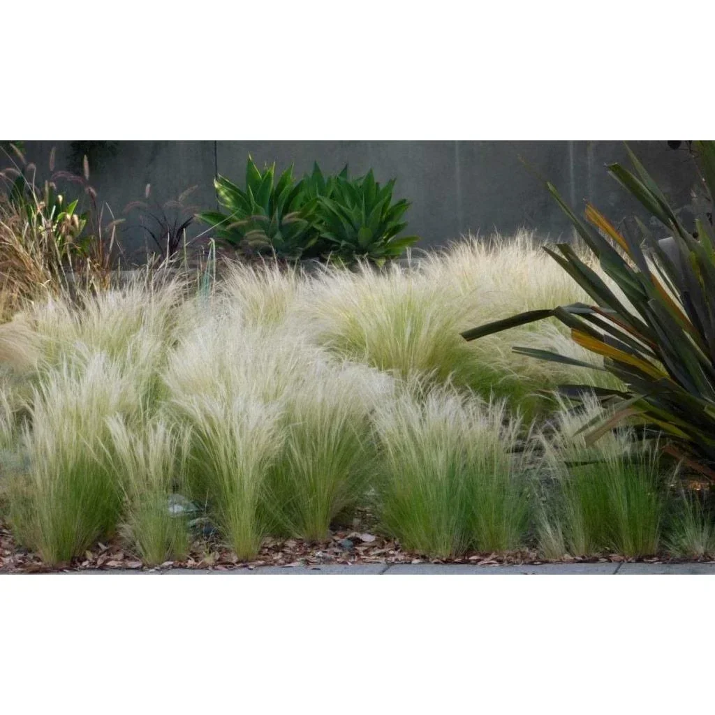 Flower-up 4er Set Stipa Pferdeschwanz Federgras - 40-50 cm - Wintergrün