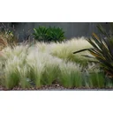 Flower-up 4er Set Stipa Pferdeschwanz Federgras - 40-50 cm - Wintergrün