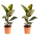 Aufblühender Gummibaum - Ficus Elastica Robusta - Groß - 50-60Cm - 2 Stück