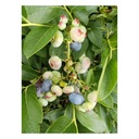 Garten-Heidelbeere "Chandler", im 3,5L-Container