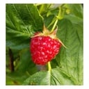 Himbeere "Aroma Queen", 3,5L-Container