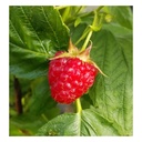 Himbeere 'Aroma Queen' (Rubus idaeus) – winterharte Beerenobst-Pflanze, im 2,5-L-Container