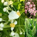 Insektennährgehölz, 4,6L Topf, 3 Stück im Set, 1 x Schüsselhortensie, 1 x Silberkerzenstrauch "Hummingbird", 1 x Sternchenstrauch "Strawberry Fields"