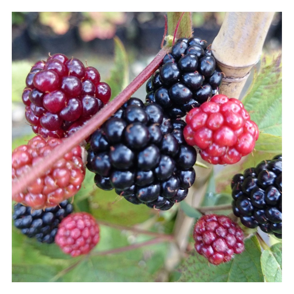 Brombeere 'Loch Ness' (Rubus fruticosus) – winterharte Beerenobst-Pflanze, im 3,5-L-Container