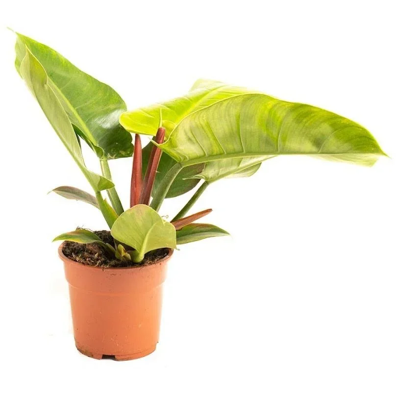 Aufblühender Philondendron Imperial Grün Groß - 50-60cm - 1 Stück