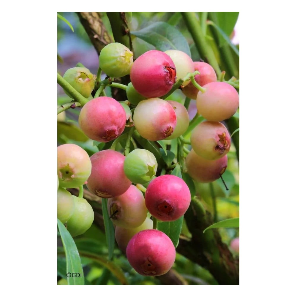 Garten-Heidelbeere "Pink Lemonade", im 3,5L-Container